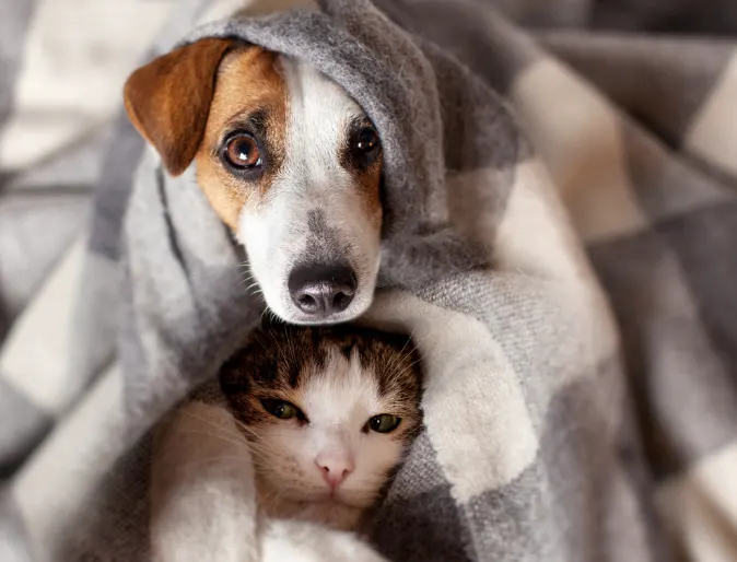 Dog and cat snuggled in a gray and white blanket